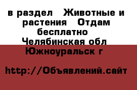  в раздел : Животные и растения » Отдам бесплатно . Челябинская обл.,Южноуральск г.